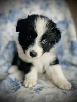 Georgie, a male Australian Shepherd for sale in Hanceville, AL – 1 of 7