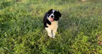 Daisy, a female Australian Shepherd for sale in Hanceville, AL – Photo 1 of 10
