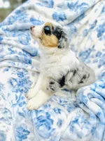 Juniper ( JuJu ), a female Australian Shepherd for sale in Hanceville, AL – Photo 4 of 8