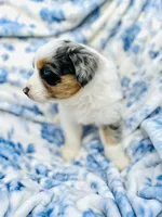 Juniper ( JuJu ), a female Australian Shepherd for sale in Hanceville, AL – Photo 2 of 8