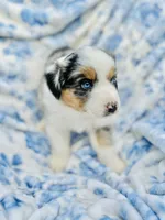 Juniper ( JuJu ), a female Australian Shepherd for sale in Hanceville, AL – Photo 3 of 8