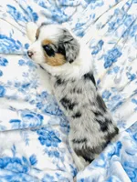 Juniper ( JuJu ), a female Australian Shepherd for sale in Hanceville, AL – Photo 5 of 8