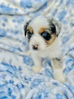 Juniper ( JuJu ), a female Australian Shepherd for sale in Hanceville, AL – Photo 1 of 8