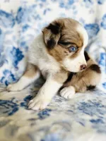 Bonnie Blue, a female Australian Shepherd for sale in Hanceville, AL – 3 of 7