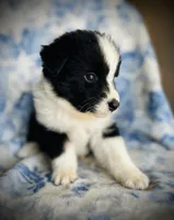 Georgie, a male Australian Shepherd for sale in Hanceville, AL – 2 of 7