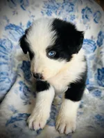 Freddy, a male Australian Shepherd for sale in Hanceville, AL – 4 of 6