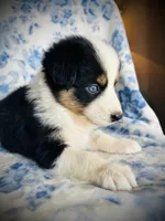 Poppy, a female Australian Shepherd for sale in Hanceville, AL – 4 of 7