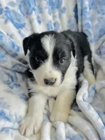 Daisy, a female Australian Shepherd for sale in Hanceville, AL – Photo 5 of 10