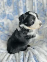 Daisy, a female Australian Shepherd for sale in Hanceville, AL – Photo 7 of 10