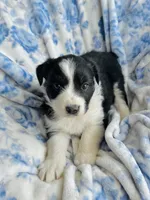 Daisy, a female Australian Shepherd for sale in Hanceville, AL – Photo 1 of 10