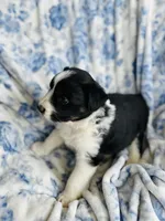Daisy, a female Australian Shepherd for sale in Hanceville, AL – Photo 6 of 10