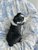 Daisy, a female Australian Shepherd for sale in Hanceville, AL – Photo 3 of 10