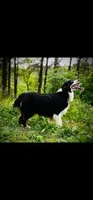 Juniper ( JuJu ), a female Australian Shepherd for sale in Hanceville, AL – Photo 7 of 9