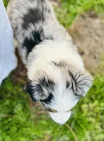 Juniper ( JuJu ), a female Australian Shepherd for sale in Hanceville, AL – Photo 5 of 9