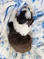 Tulip, a female Australian Shepherd for sale in Hanceville, AL – Photo 5 of 9