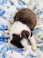 Tulip, a female Australian Shepherd for sale in Hanceville, AL – Photo 3 of 9