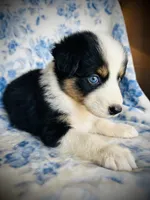 Poppy, a female Australian Shepherd for sale in Hanceville, AL – 3 of 7