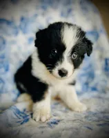 Georgie, a male Australian Shepherd for sale in Hanceville, AL – 4 of 7