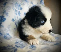 Buster, a male Australian Shepherd for sale in Hanceville, AL – 1 of 7