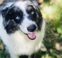 Poppy, a female Australian Shepherd for sale in Hanceville, AL – 6 of 7