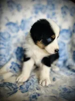 Poppy, a female Australian Shepherd for sale in Hanceville, AL – 5 of 7
