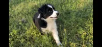 Daisy, a female Australian Shepherd for sale in Hanceville, AL – Photo 4 of 10