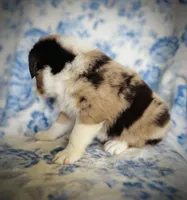 Bonnie Blue, a female Australian Shepherd for sale in Hanceville, AL – 5 of 7