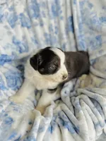 Tulip, a female Australian Shepherd for sale in Hanceville, AL – Photo 4 of 10