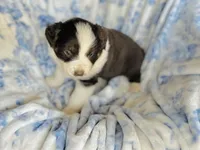 Tulip, a female Australian Shepherd for sale in Hanceville, AL – Photo 6 of 10