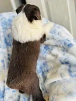 Tulip, a female Australian Shepherd for sale in Hanceville, AL – Photo 7 of 10