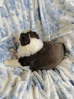 Tulip, a female Australian Shepherd for sale in Hanceville, AL – Photo 3 of 10