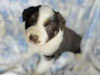 Tulip, a female Australian Shepherd for sale in Hanceville, AL – Photo 5 of 10