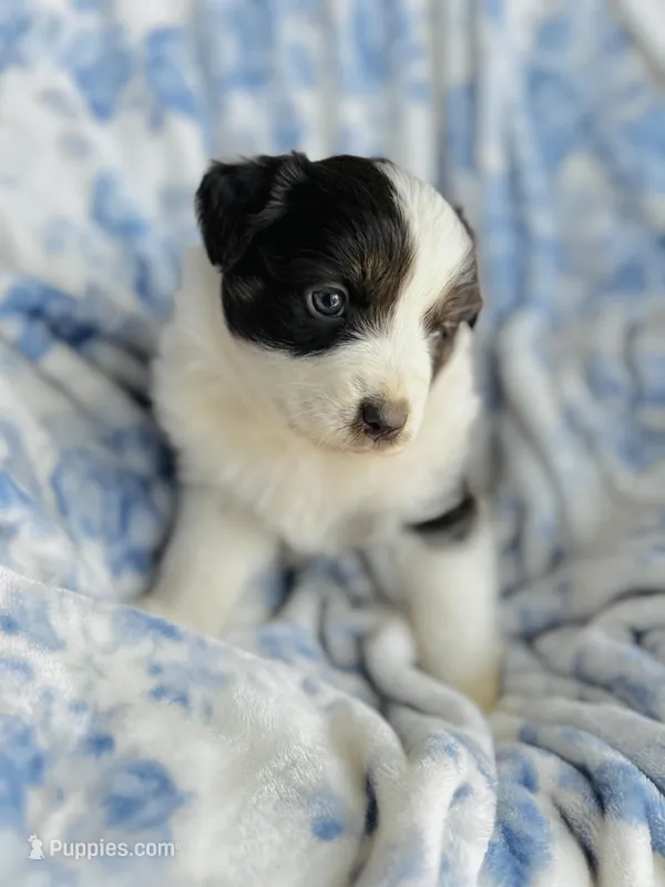 Tulip, a female Australian Shepherd for sale in Hanceville, AL – Photo 1 of 10