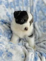 Tulip, a female Australian Shepherd for sale in Hanceville, AL – Photo 1 of 10