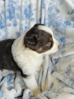 Tulip, a female Australian Shepherd for sale in Hanceville, AL – Photo 2 of 10