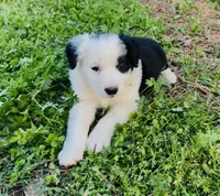 Clover, a male Australian Shepherd for sale in Hanceville, AL – Photo 2 of 9
