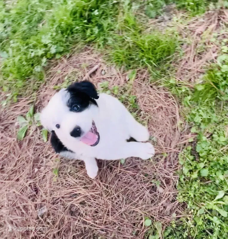 Clover – Australian Shepherd puppy for sale in Hanceville, AL