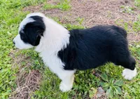 Clover, a male Australian Shepherd for sale in Hanceville, AL – Photo 5 of 9