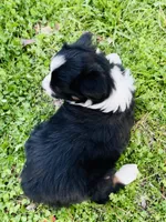 Daisy, a female Australian Shepherd for sale in Hanceville, AL – Photo 4 of 9