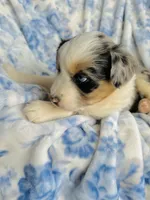 Juniper ( JuJu ), a female Australian Shepherd for sale in Hanceville, AL – Photo 6 of 9
