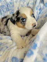 Juniper ( JuJu ), a female Australian Shepherd for sale in Hanceville, AL – Photo 2 of 9