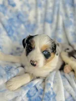 Juniper ( JuJu ), a female Australian Shepherd for sale in Hanceville, AL – Photo 5 of 9