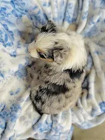 Juniper ( JuJu ), a female Australian Shepherd for sale in Hanceville, AL – Photo 4 of 9