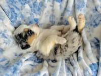 Juniper ( JuJu ), a female Australian Shepherd for sale in Hanceville, AL – Photo 3 of 9