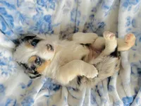 Juniper ( JuJu ), a female Australian Shepherd for sale in Hanceville, AL – Photo 1 of 9