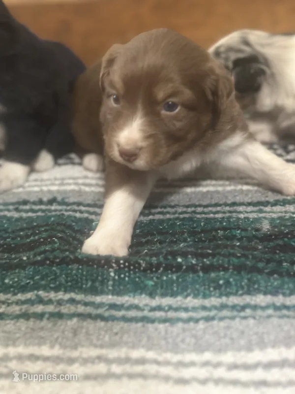 Ginger – Australian Shepherd puppy for sale in Toledo, IL