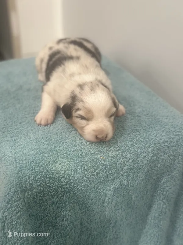 Crystal – Australian Shepherd puppy for sale in Toledo, IL