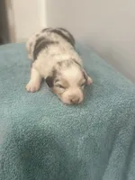 Crystal, a female Australian Shepherd for sale in Toledo, IL – 1 of 4