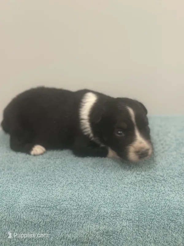 Arrow  – Australian Shepherd puppy for sale in Toledo, IL