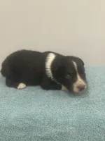 Arrow , a male Australian Shepherd for sale in Toledo, IL – 1 of 3